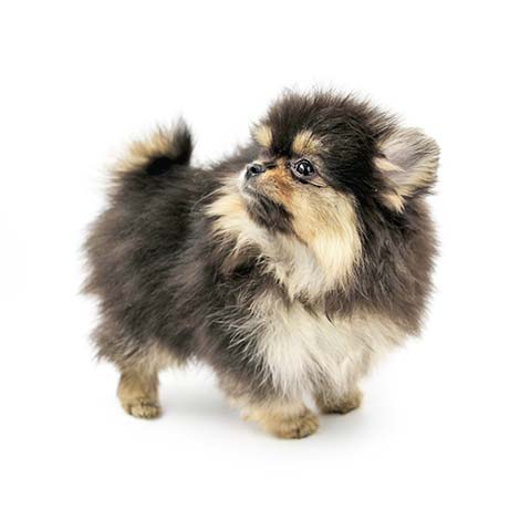 Pomeranian / Spitz nain : coûts, soins, poils, taille, poids, avantages,  inconvénients La famille ?! - les premiers mois - FIV