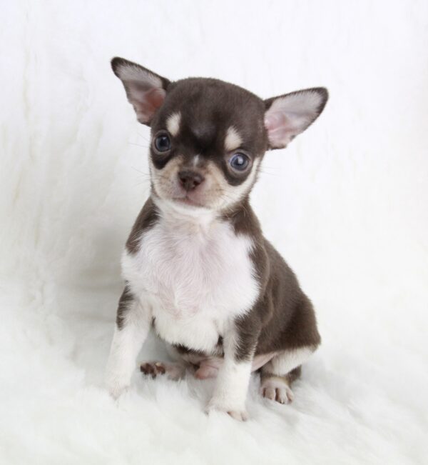 Chihuahua mâle ==DISPONIBLE==